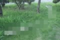 キノコすげー!!キノコの凄まじい繁殖力を思い知らされる光景が話題!去年、丸いキノコを蹴飛ばして歩いていた場所に…