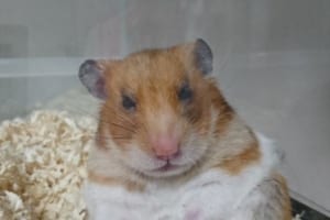 「とっとこ仕事人？」「はぐれハム純情派？」ハムスターが国民的俳優に似ていると話題に！