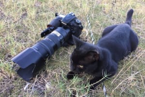 同化してるかニャン？“一眼レフ”に対抗するように並んだ“肉眼レフ”！？が面白い♪