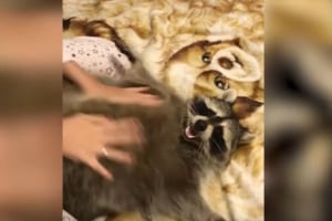 お腹をわしゃわしゃされて嬉しそうなアライグマ…飼い主さんとのじゃれ合いが微笑ましい♪
