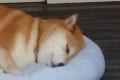 「はぁ~…仕事行きたくねぇなぁ~」憂鬱な表情のワンコが日曜日の夜のサラリーマンを想起させる
