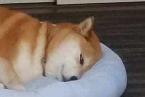 「はぁ～…仕事行きたくねぇなぁ～」憂鬱な表情のワンコが日曜日の夜のサラリーマンを想起させる