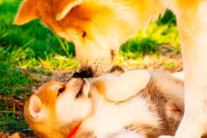 2019年は毎月キュン死確定！もふもふな秋田犬のカレンダーに癒やされたい♪