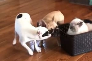 「引っ張って楽しませてくれニャン」猫が入ったカゴを2匹の犬が引っ張る光景が微笑ましい♪