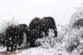 ゾウと雪、魔法の国のような風景が広がるアフリカ。美しい反面、動物の食料を懸念する声も…