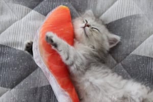 「可愛いぃぃぃ！」鮭の抱き枕にしがみついて幸せそうなニャンコが話題に！