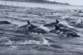 【動画】1000頭を超えるイルカの大群が、ジャンプを繰り返しながら泳ぐ光景が圧巻!