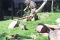 隠れ身の術大成功!?我が子にびっくりしたママヒョウのジャンプ力が凄すぎると話題!