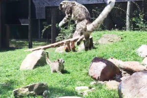 隠れ身の術大成功！？我が子にびっくりしたママヒョウのジャンプ力が凄すぎると話題！