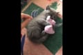この子は渡さないニャン!お気に入りのぬいぐるみを意地でもはなさない子猫が微笑ましい♪