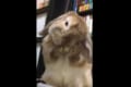 唾つけてゴシゴシするとふわっふわ!?ほっぺや耳をゴシゴシするウサギが可愛すぎる♪