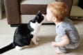赤ちゃんが猫にキスして大はしゃぎ!みんなハッピーになれる可愛すぎる動画