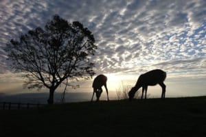 アフリカで撮影したのかな～？って思ったら…実は日本のとある場所だった！