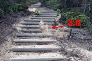 プロレス上級者か！？うさぎによるうさぎへのドロップキックの瞬間をご覧あれ！