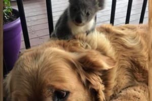赤ちゃんコアラを助けたのはゴールデンレトリバー！愛情いっぱいの2匹の様子が話題に