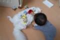 何をされても怒りません。広〜い心で赤ちゃんと遊ぶ猫さんの優しさにほっこり