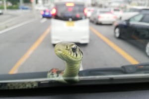 「おぬしいつからそこに…」車のフロントに突然ヤマカガシがひょっこりはん！