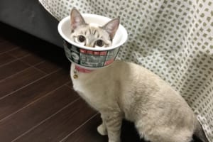 猫ちゃんがどん兵衛に変身！？ハマりすぎのその姿にニヤニヤが止まらない