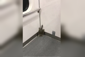 こんなところにスッポン！？電車の中で遭遇したシュールすぎる落とし物に騒然！