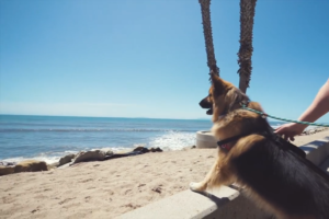 保護されたジャーマン・シェパードが初めての海に大興奮！感動の動画