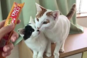 ちゅ～るタイムのはずが…！？仲良し猫たちの謎の行動が可愛すぎる