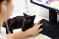 初耳学「インスタ映えしないという理由から英国で捨てられる黒猫の数が急増」という事象に怒りの声続々!