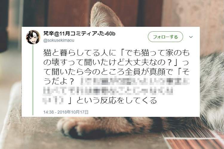 猫を飼っている人に「猫って家のもの壊すけど大丈夫?」と聞いたところ…(笑)