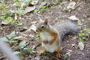 あらま～♡世にもセクスィーなリスさんが撮影され話題に