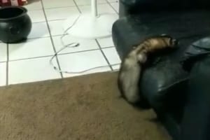 ソファにのぼれないフェレットを、さりげなく助けるワンコの優しさに胸キュン