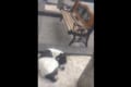 「会いたかったワン!」行方不明になっていた愛犬と飼い主が3年ぶりの再会