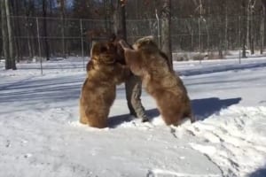 【貴重映像】飼い主さんが帰宅して大喜びのクマ…抱きついてじゃれ合う様子が微笑ましい♪