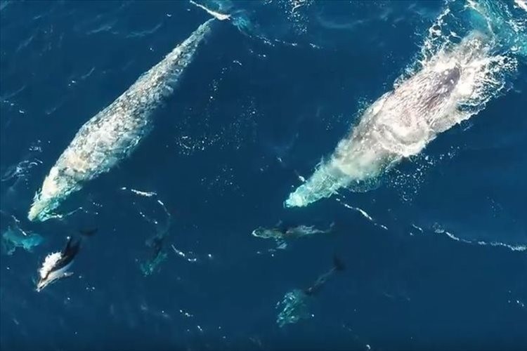 一緒に遊んでいる！？クジラとイルカが戯れる珍しい瞬間をとらえた映像が話題に！