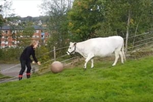 【動画】まるでワンコみたい！？ボール遊びではしゃぎまくる牛が微笑ましい♪