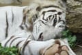 飼育員を襲ったホワイトタイガーに対して、遺族「飼育してください」…一連の流れに様々な声