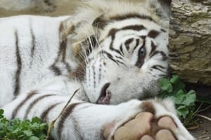 飼育員を襲ったホワイトタイガーに対して、遺族「飼育してください」…一連の流れに様々な声