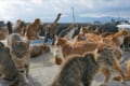 人口6人、猫200頭以上 猫の楽園「青島」の知られざる現実…全頭に無料不妊手術を実施した理由とは?
