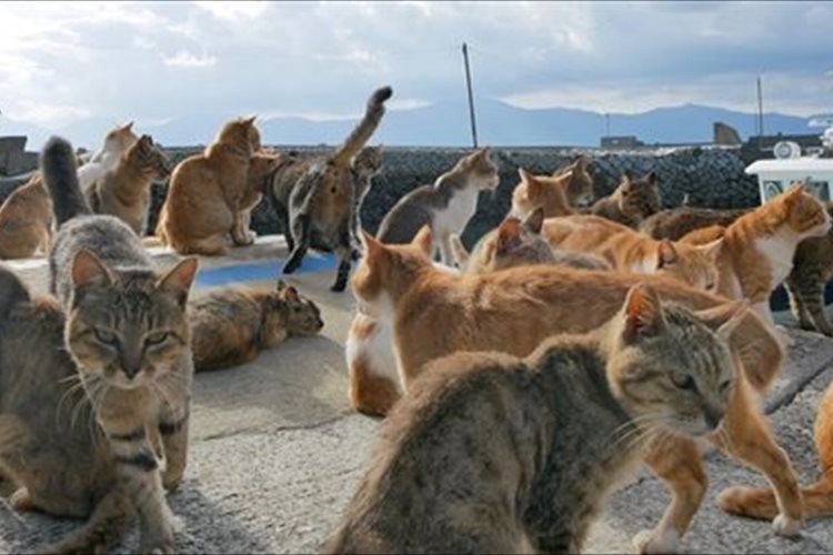 人口6人、猫200頭以上 猫の楽園「青島」の知られざる現実…全頭に無料不妊手術を実施した理由とは？