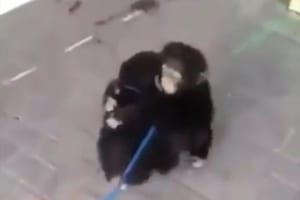 兄弟のように過ごしていたチンパンジーの赤ちゃん…再会した時のハグにグッとくる