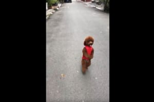 周囲を見回しながら、安定感抜群の二足歩行で散歩をするワンコが可愛らしい♪