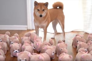 柴犬の飼い主が、飼い犬そっくりのぬいぐるみを大量に制作…困惑した柴犬のとった行動とは？