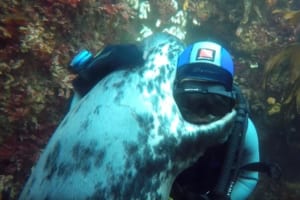 「この前は遊んでくれてありがとう～」ダイバーとの"奇跡の再会"にアザラシからギュッとハグ