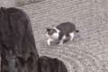 めっちゃ器用だにゃ~!枯山水の砂紋を崩さずに歩くぽっちゃり猫ちゃんが話題に
