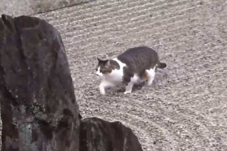 めっちゃ器用だにゃ~!枯山水の砂紋を崩さずに歩くぽっちゃり猫ちゃんが話題に