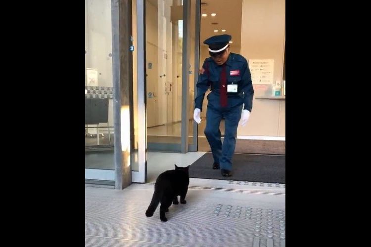 【動画】入られんよ。警備員さんに入口を防がれた黒猫、この後にとった行動が超カワイイ