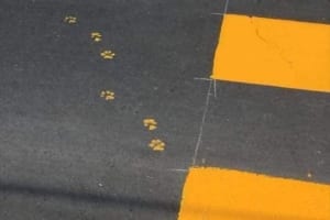 どう見ても犯人はあのカワイイ動物だよね！塗りたての横断歩道に残された足跡が話題に