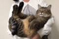 大きいのに赤ちゃんみたい。抱っこされてご満悦なビッグ猫ちゃんがかわいい