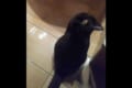 【擬態のプロ】あら、こんなところにカラスさん、と思ったら…!?