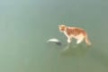 「いただくニャン!」大好物のお魚を発見するも…氷の下にあってとれず、激しくのたうちまわるニャンコ