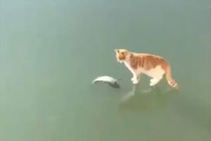 「いただくニャン！」大好物のお魚を発見するも…氷の下にあってとれず、激しくのたうちまわるニャンコ