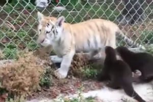 2匹のカワウソにしつこく追いかけられて困った表情…トラの子供が可愛らしい♪